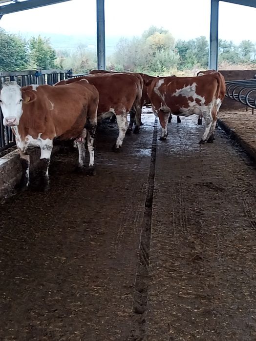 Bălțată Românească Gestante 5,6 ani