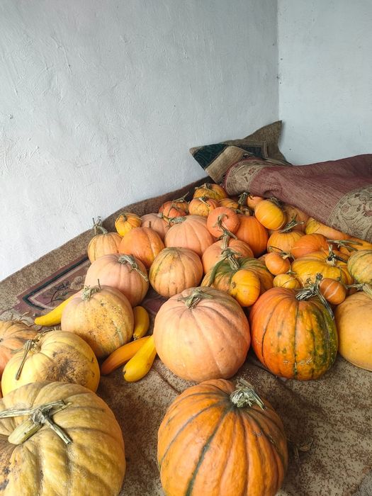 Тыква домашняя, тыква