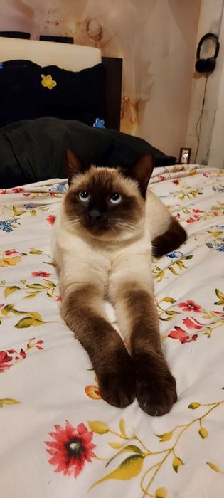 Baiat pisica siameza