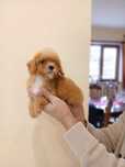 Pui Maltipoo roscat femela