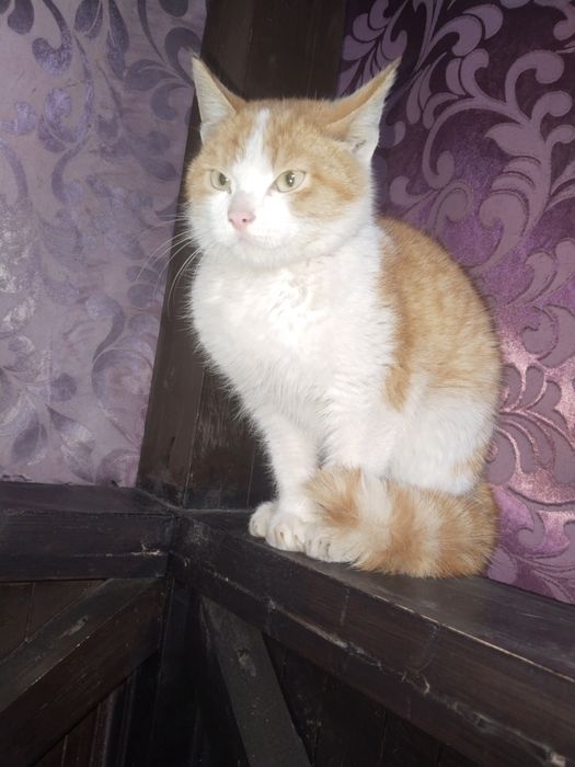 Котенок в добрые руки