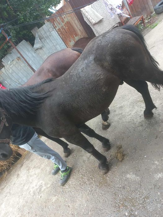 Vând o pereche de armăsari de 2 și 3 ani mai multe detalii în privat