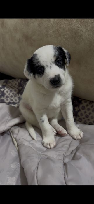 Отдаем в хорошие руки, Джек Рассел перемешка