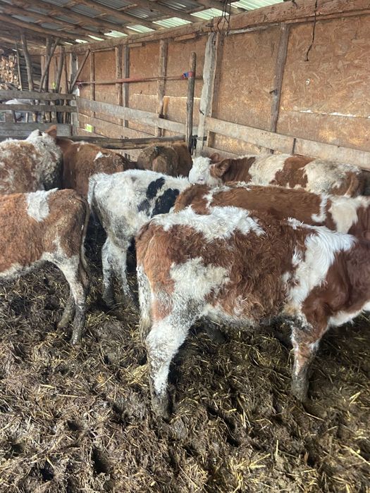 Vand vitele productie proprie din ferma de Elita  Ciurea