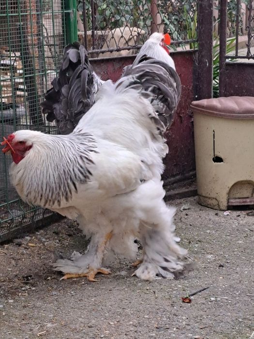 Cocoși    brahma