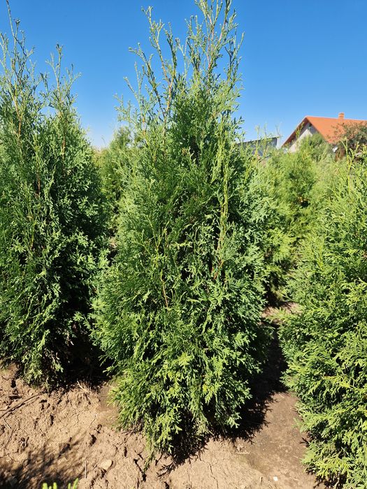 Tuya Occidentalis Columnara (tuya columnară)