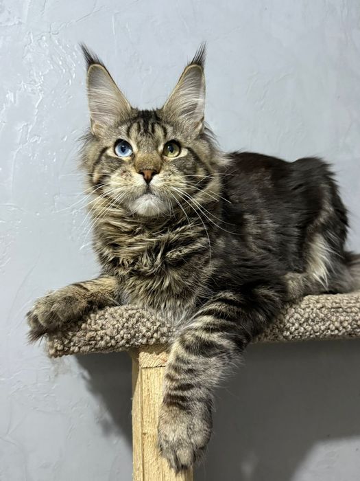 котята мейнкун из питомника