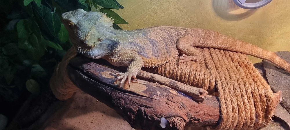 Soparla/Iguana Agama cu Terariu