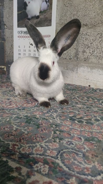 Uriaș de Transilvania