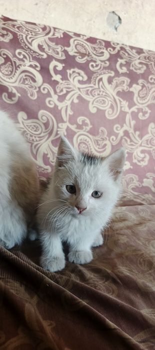 mushuk Arabistondan kelgan