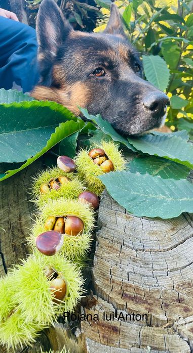 Castane comestibile
