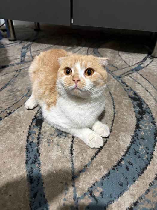 Отдам даром Ishonchli qollarga