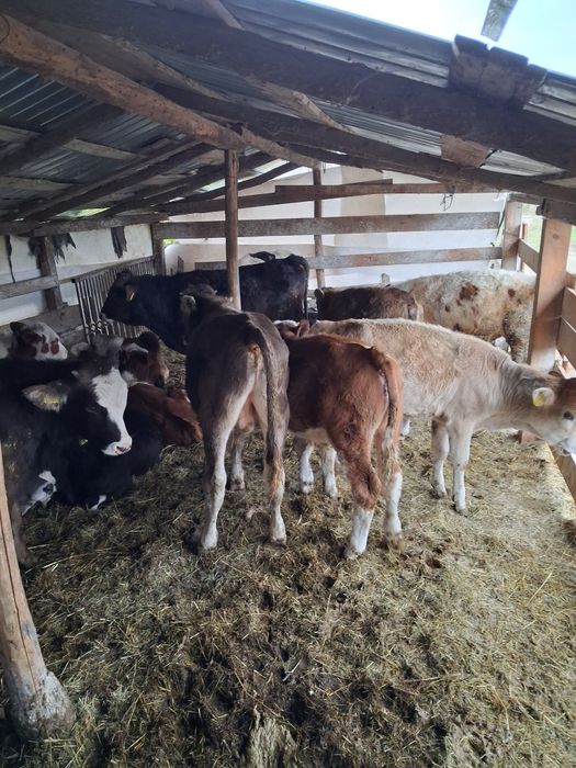 Vând vitei antarcatai