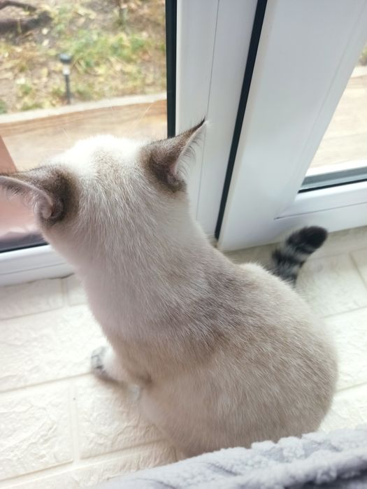 Британская кошка четырех месячная