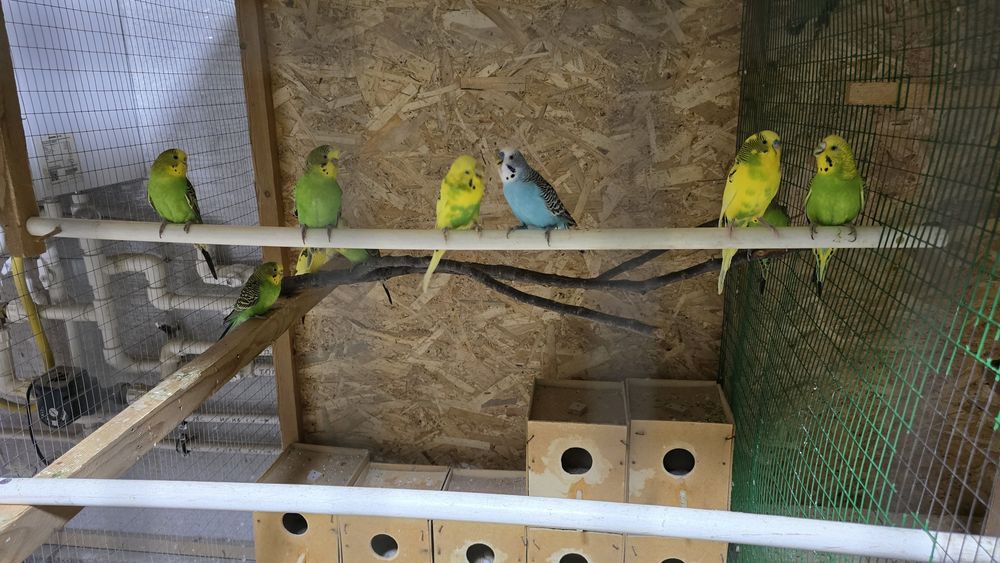 Тути кушла сотилади соглом хаммаси 100000 сумдан донаси