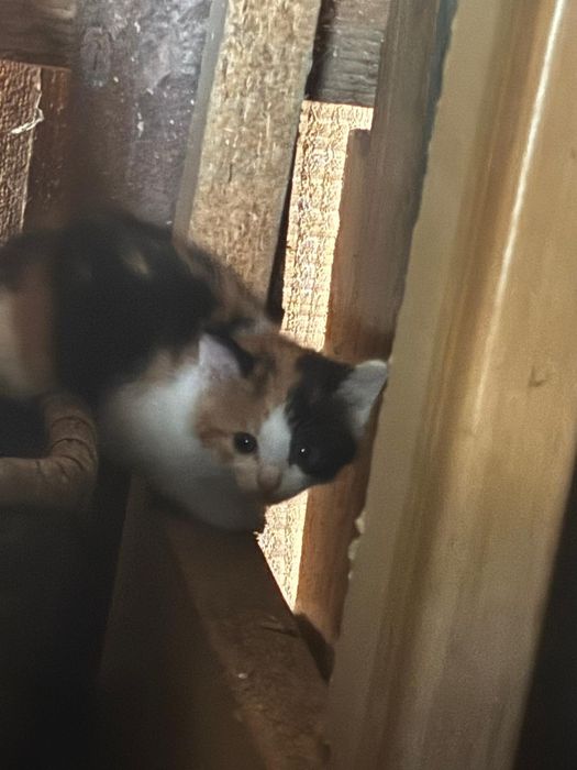 Donez pui de pisică