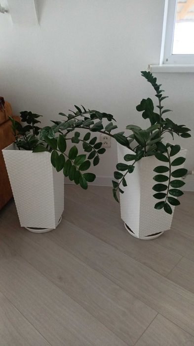 Долларовое дерево