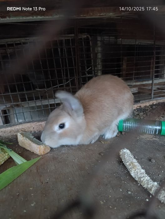 Quyon velikan sotiladi