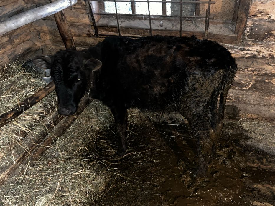 Продам телку 5 месяцев