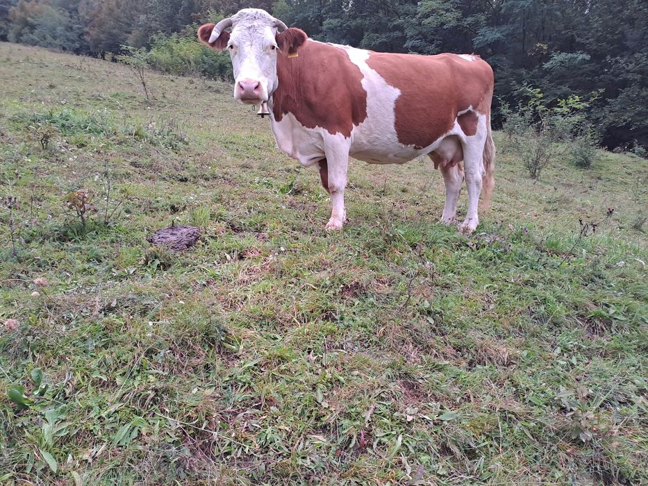 Vând 2 vaci și 4 viței!