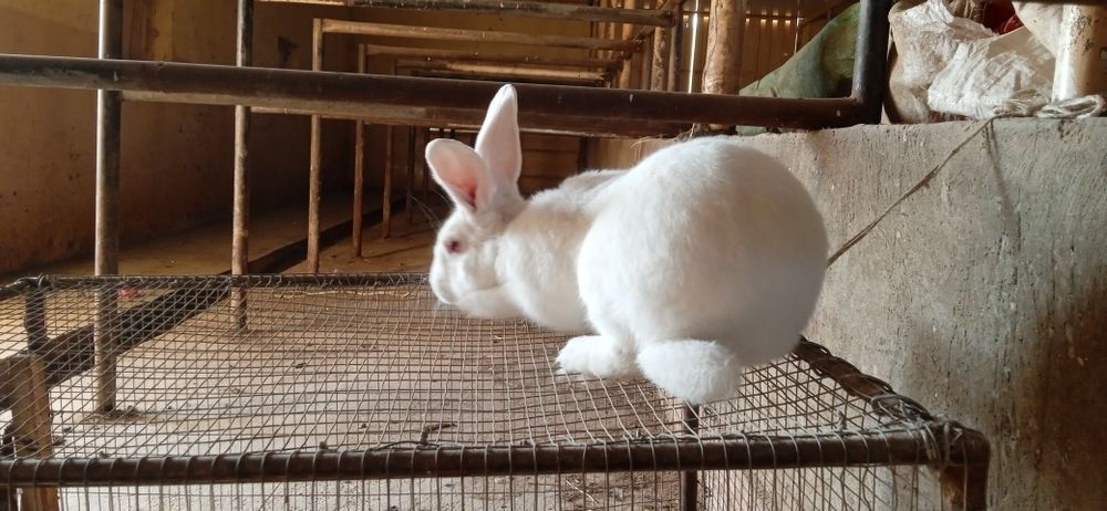 Quyon   erkak      .