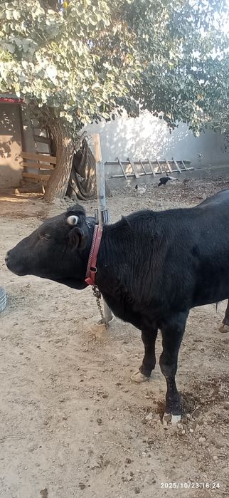 Йош катта бука сотилади