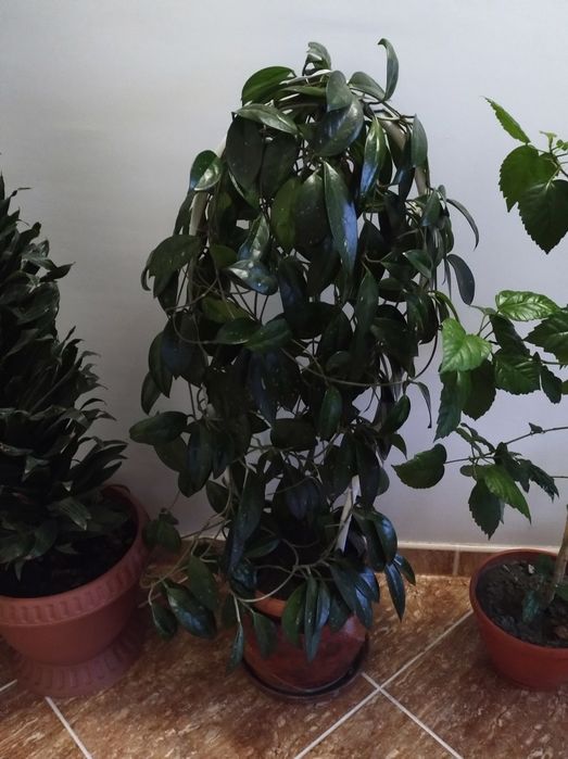 Plante de vânzare