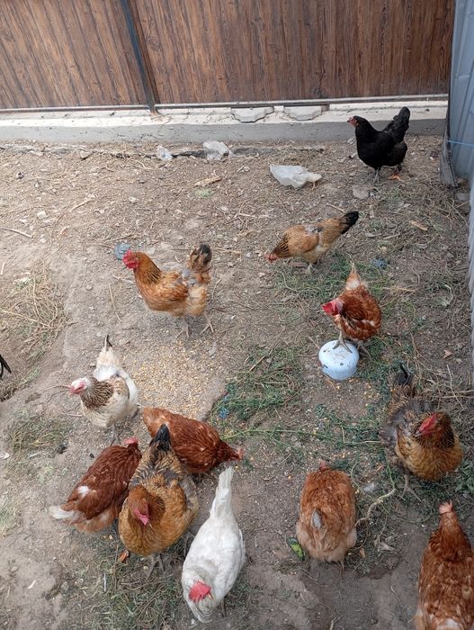 Продам домашних курей и цыплят которые вывелись от курей, несутся