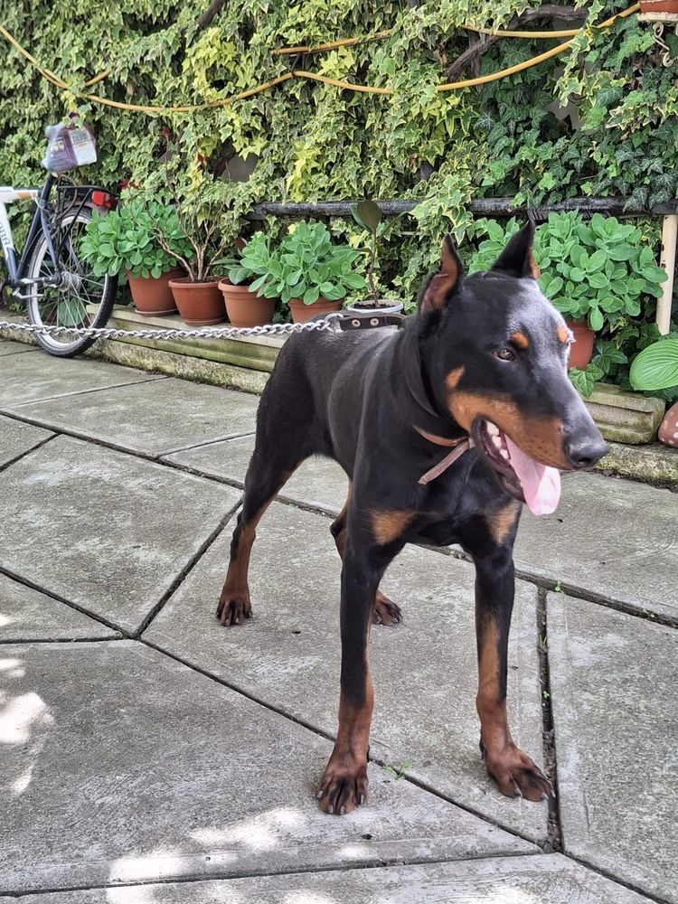 Doberman mascul