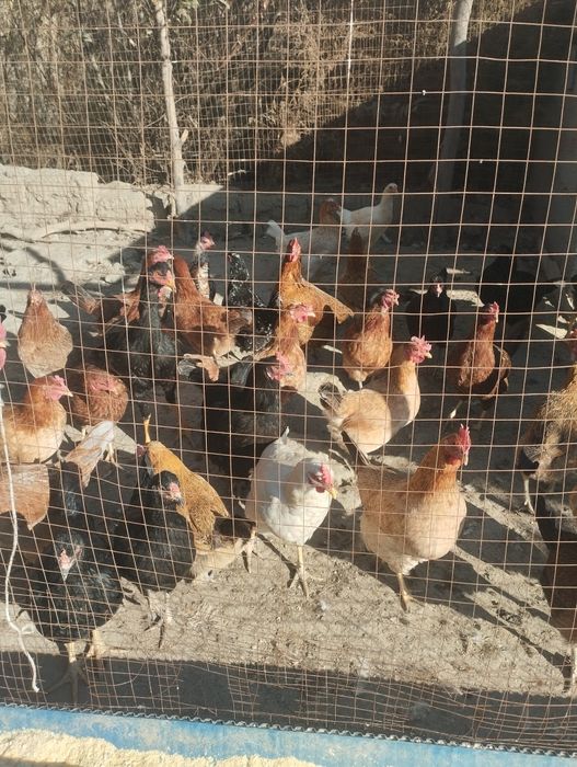 Damashni tovuq sotiladi