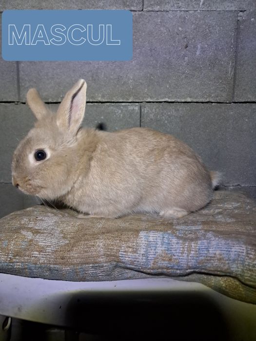 Vând iepuri femela si mascul