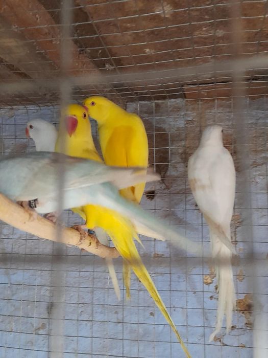 Papagali Micul Alexandru