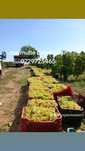 Strugurii de vin feteasca risling etc