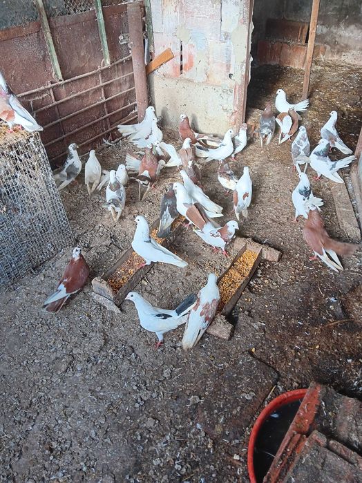 Гълъби играджии(преметачи)