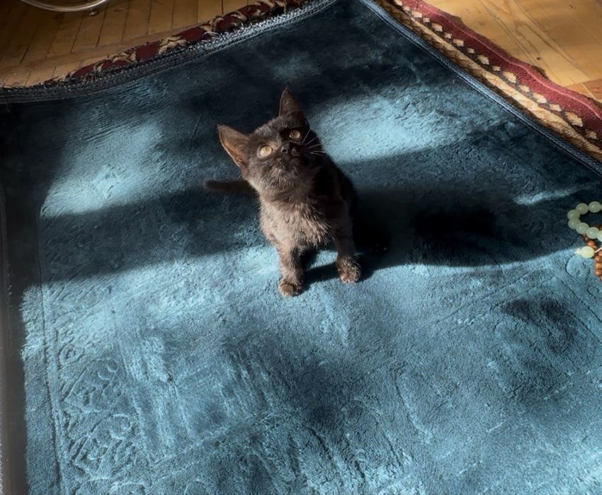 Отдам котенка в добрые руки