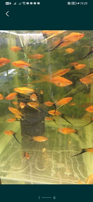 Xipho roșii, ananas etc