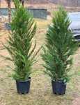 Leylandii 1.5m - 2m gard viu, calitate premium, super oferta!