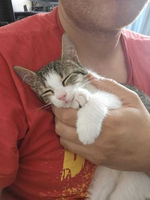Pisicuta de aproape 4 luni pentru adoptie