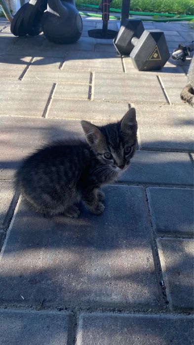 Se Doneaza 5 Pisicuti cu Varsta de 2 Luni