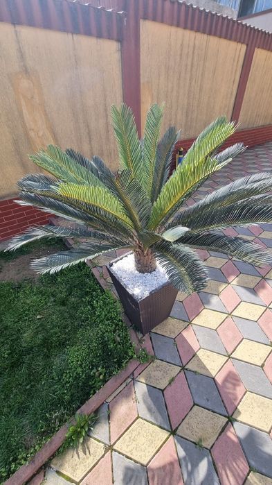 Palmieri artificiali