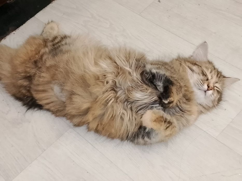 Отдам кошку в хорошие руки диван, туалет, когтеточка вместе).