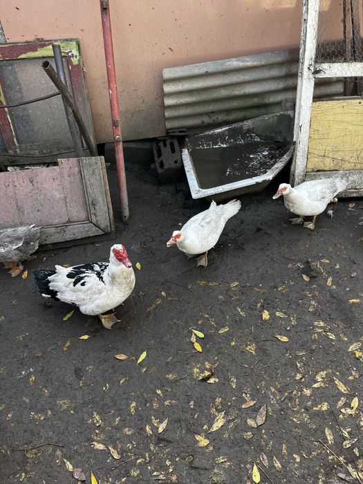 Vand urgent rate mute si macanitoare