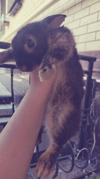 Продается кролик дорогой породы