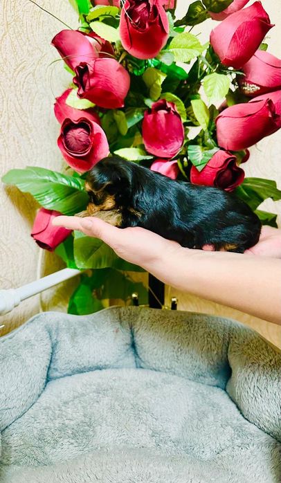 Мини йоркширский терер