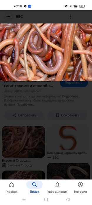 Шылаушын сатылады.