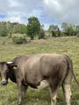 Vaca si juninca de vanzare