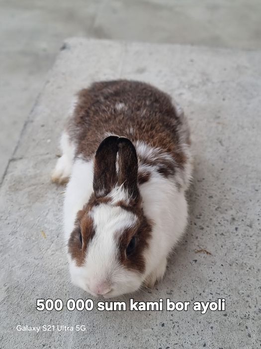 Hammasi parodali