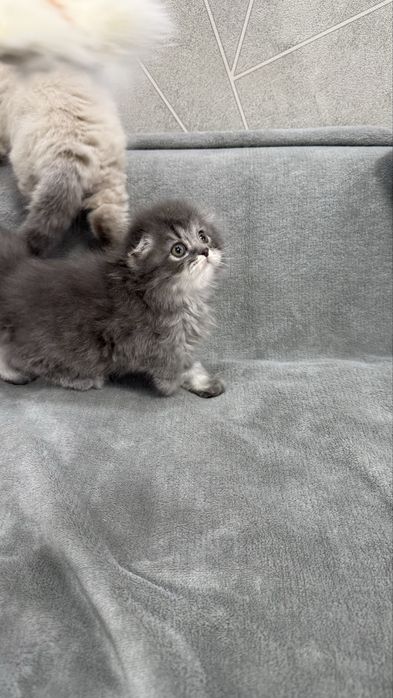 Продаются котята