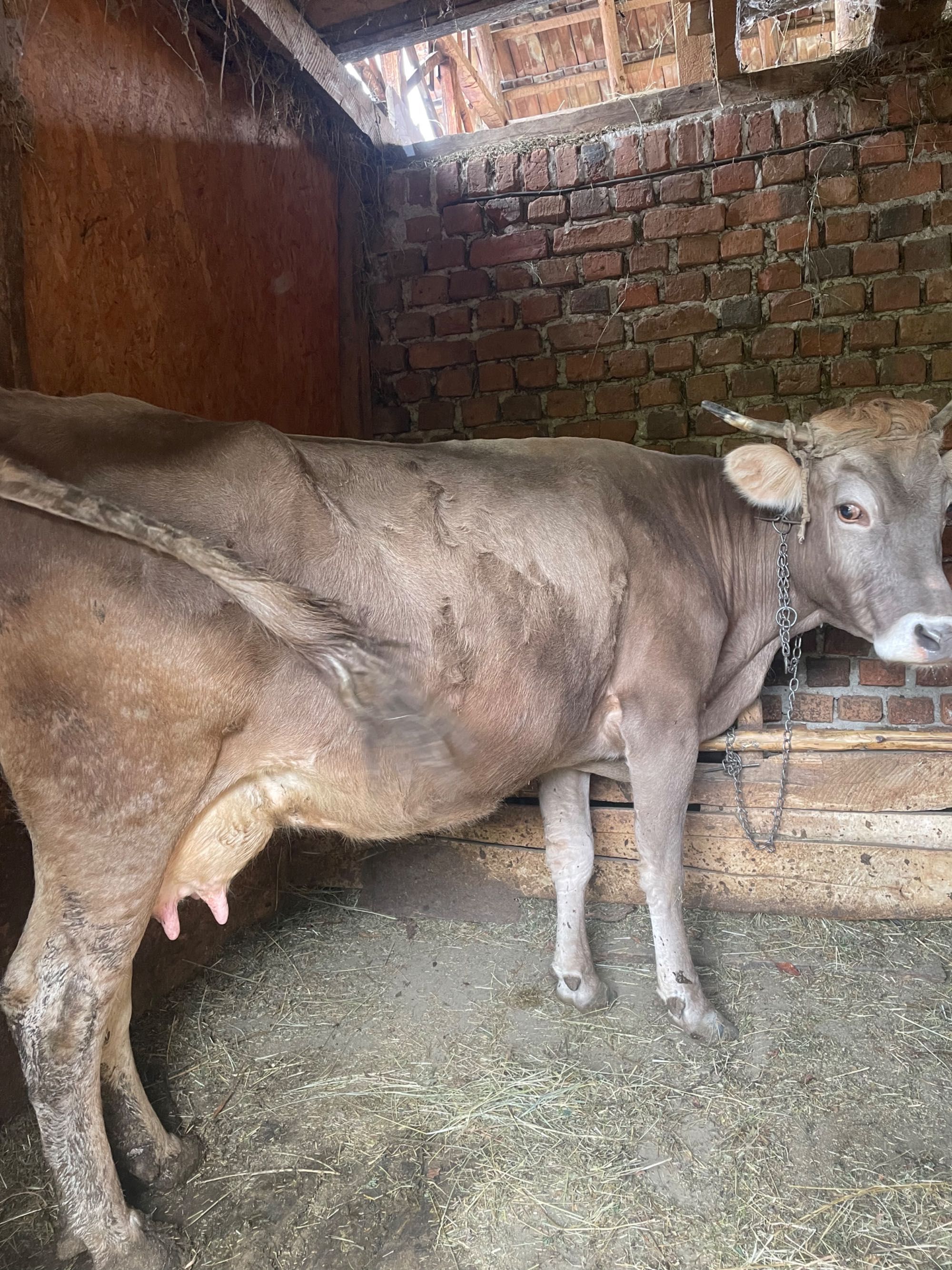 Vaca vițel bovine animale