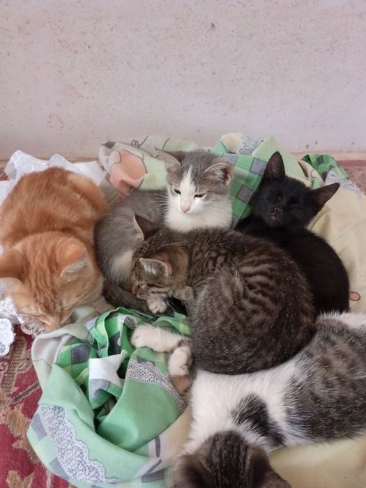 Уй мушуклари тоза ва акилли